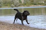 LABRADOR 244